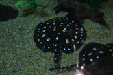 Potamotrygon leopoldi - Witgevlekte zoetwaterrog
